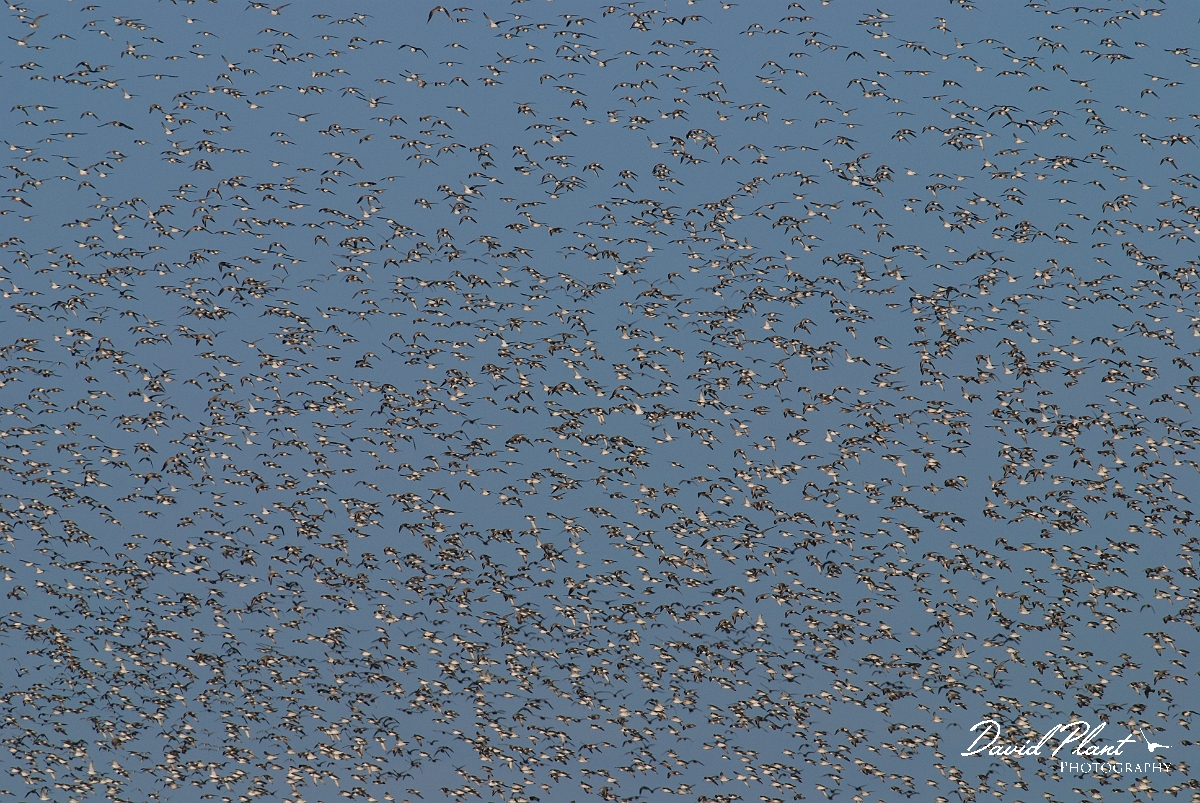 David Plant Photography - Wildlife Photographer - Knot flock - D.JPG - Knot flock - Norfolk